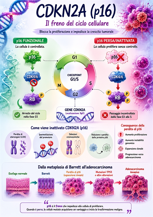 Il ruolo di CDKN2A (p16) nell'esofago di Barrett: 